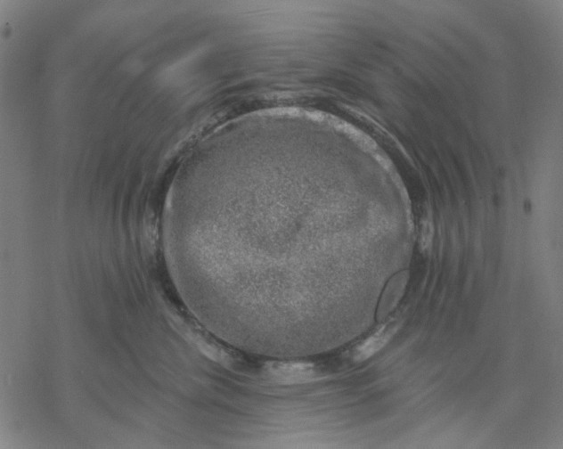 X0000068890476200605261850