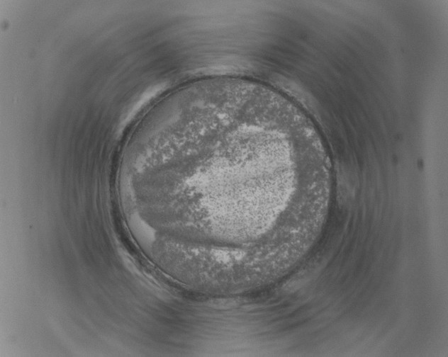 X0000068890482200605261850