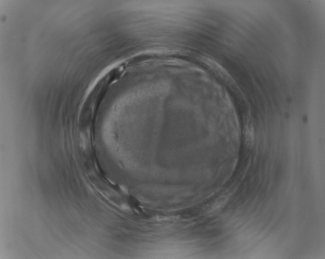 X0000068890484200605261849