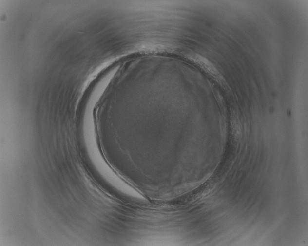 X0000068890488200605261849