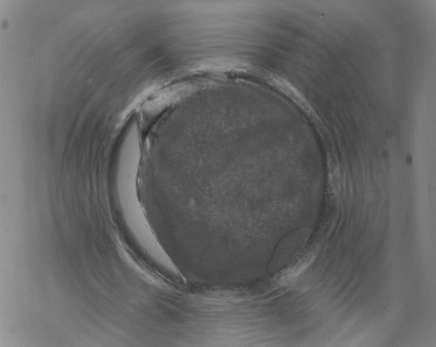 X0000068890530200605261848