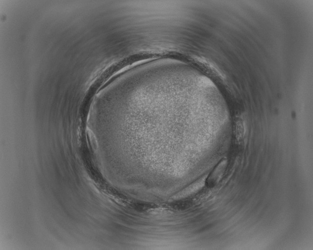 X0000068890544200605261848