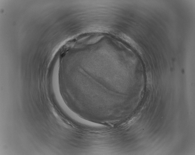 X0000068890580200605261848