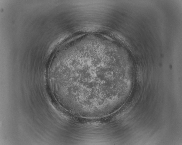 X0000068890586200605261848