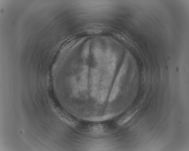 X0000068890600200605261847