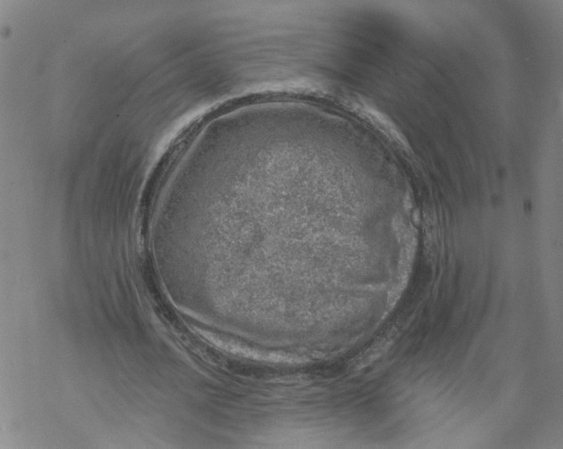 X0000068890628200605261846