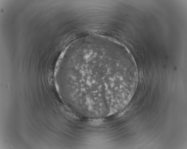 X0000068890671200605261847