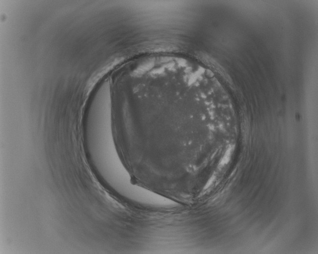 X0000068890721200605261845