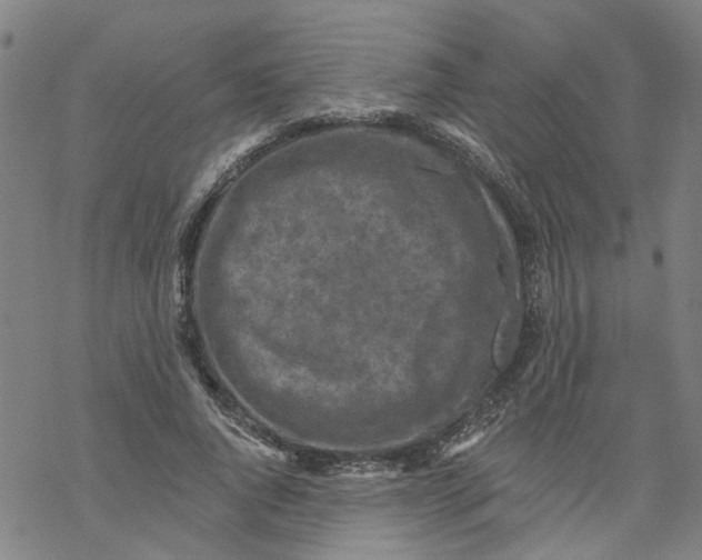 X0000068890736200605261845