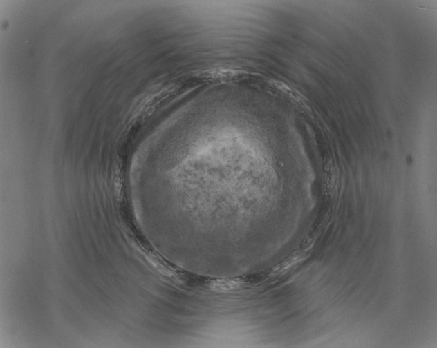 X0000068890762200605261845