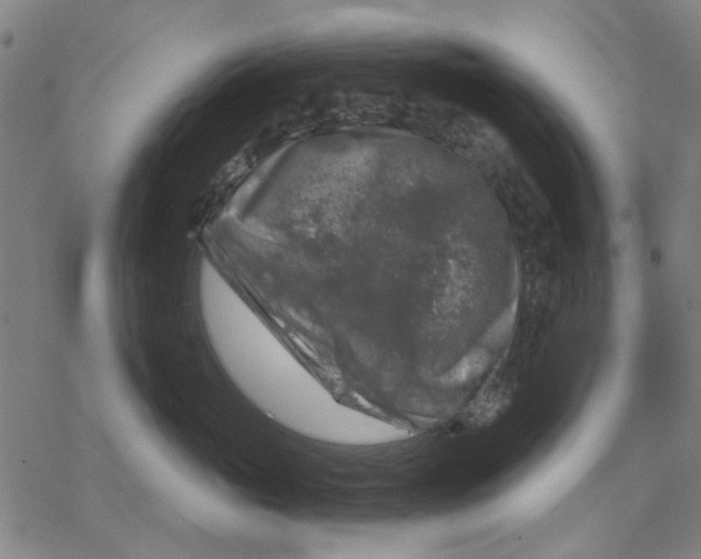 X0000068890765200605261845