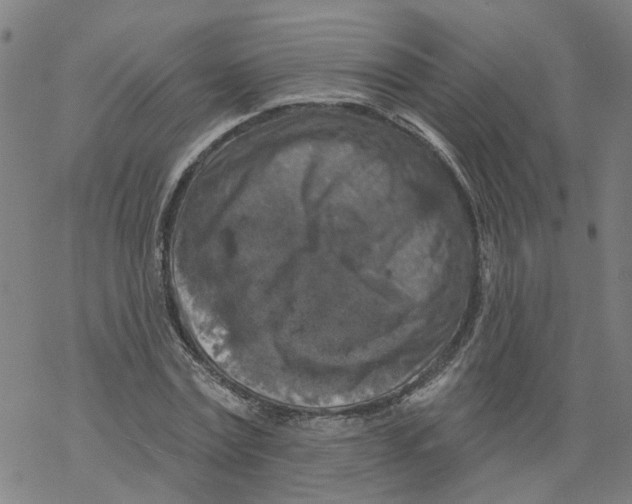 X0000068890779200605261845