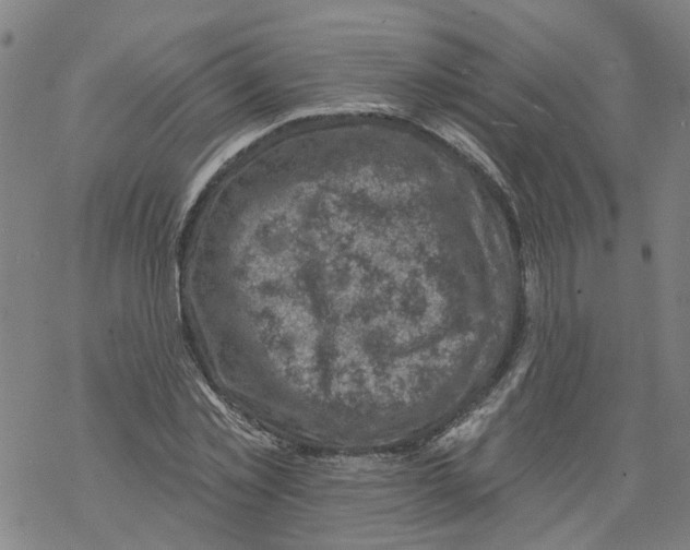 X0000068890781200605261845