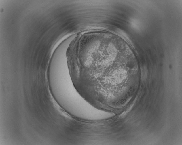 X0000068890814200605261844