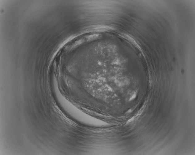 X0000068890835200605261844