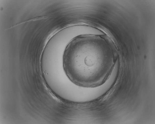 X0000068890858200605261844