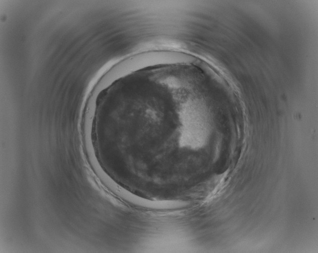 X0000068890864200605261844