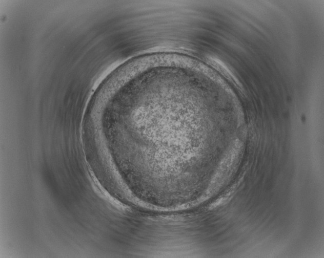 X0000068890900200605261843