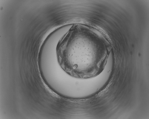 X0000068890942200605261842