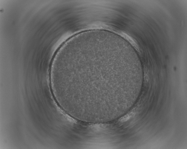 X0000068890950200605261842