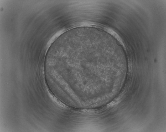 X0000068890954200605261842