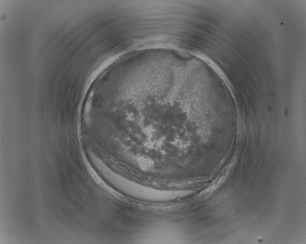 X0000068890957200605261842