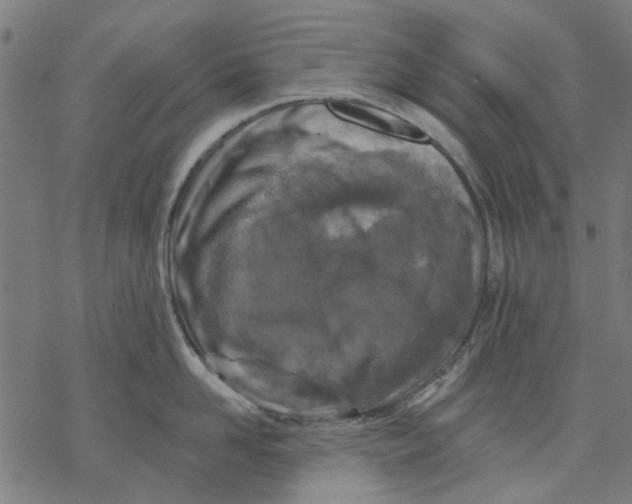 X0000068890958200605261842