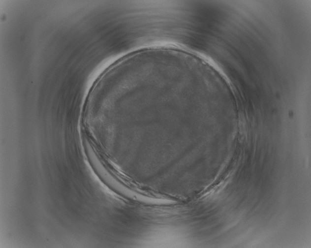 X0000068890959200605261842