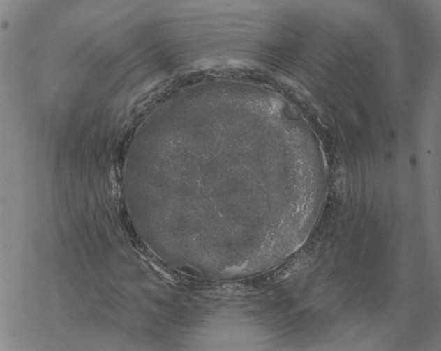 X0000068890966200605261842