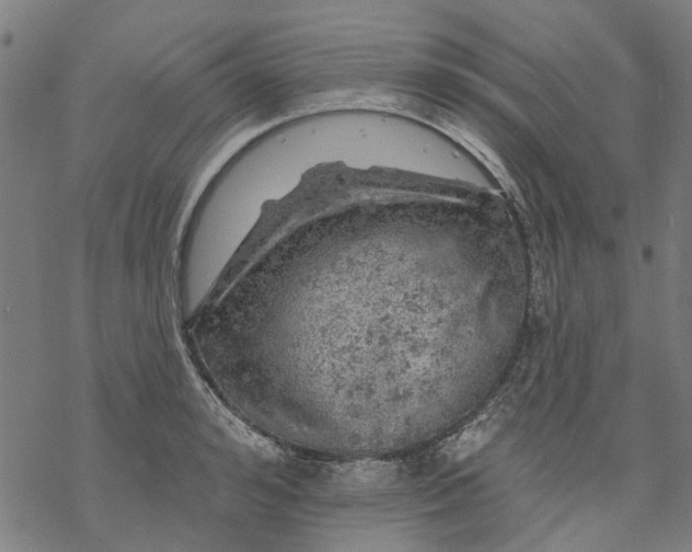 X0000068890992200605261841