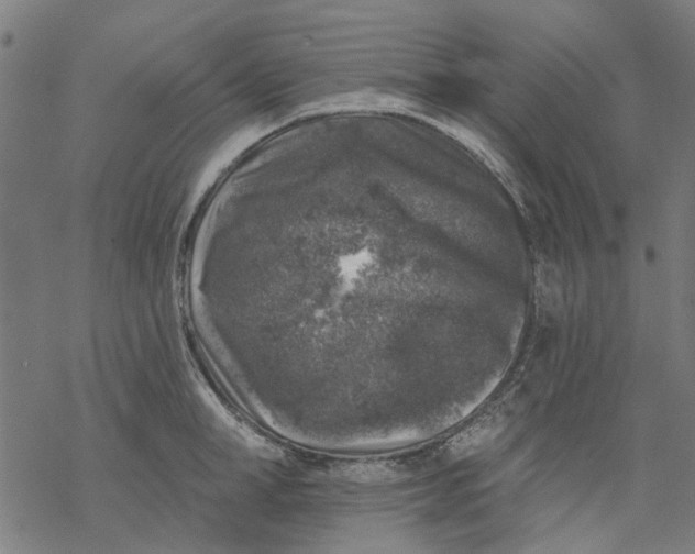 X0000068890998200605261841