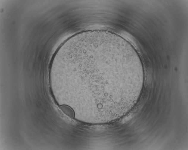 X0000068891000200605261841