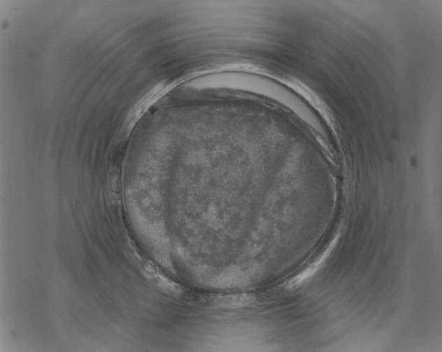 X0000068891001200605261841