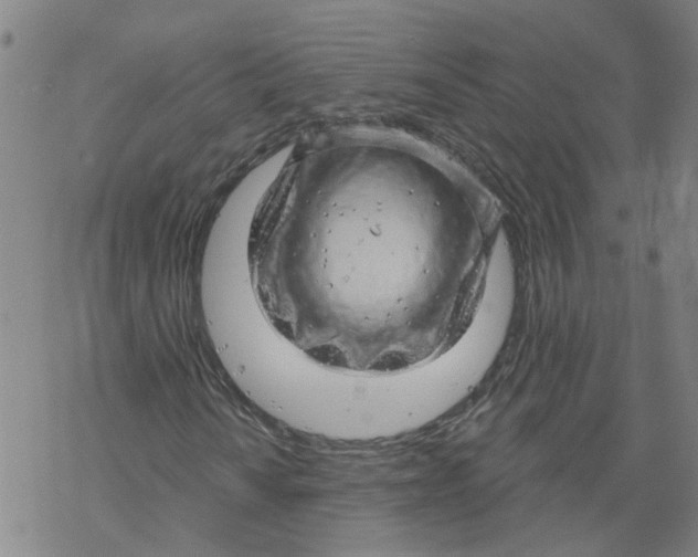 X0000068891010200605261840