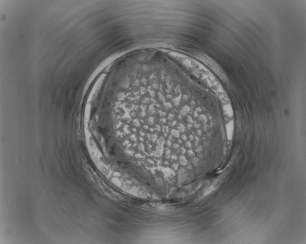 X0000068891052200605261841