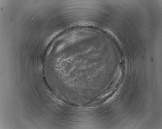 X0000068891065200605261840