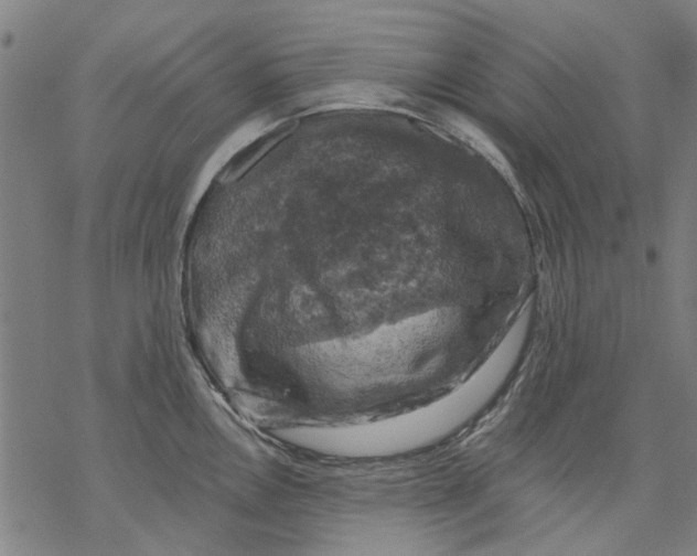 X0000068891146200605261839