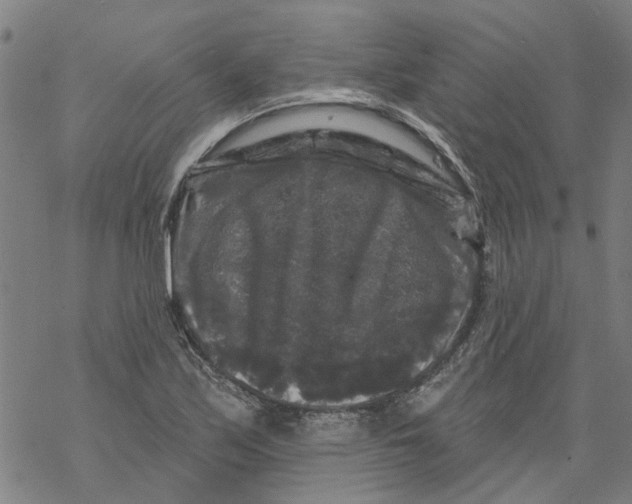 X0000068891171200605261838