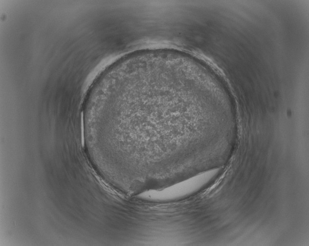 X0000068891175200605261838