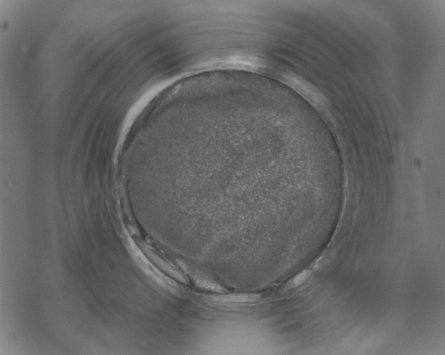 X0000068891200200605261838