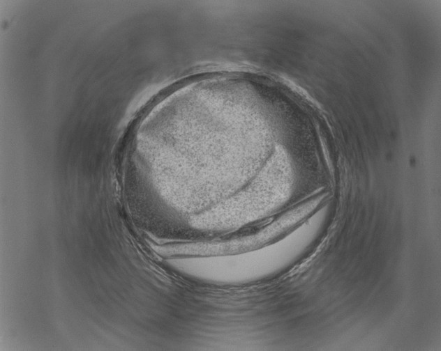 X0000068891215200605261837