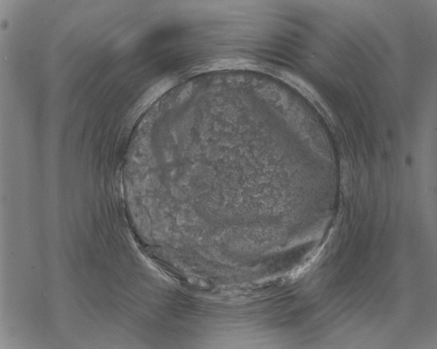 X0000068891241200605261838