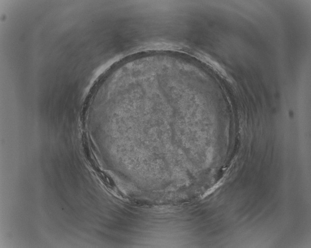 X0000068891264200605261837