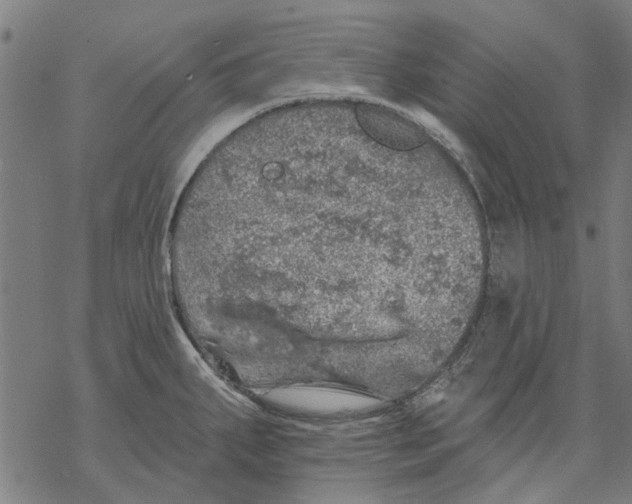 X0000068891287200605261836