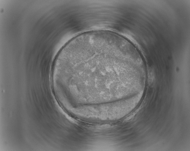 X0000068891294200605261836