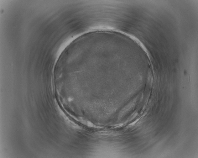 X0000068891295200605261836