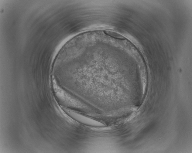 X0000068891296200605261836