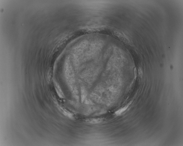 X0000068891300200605261835