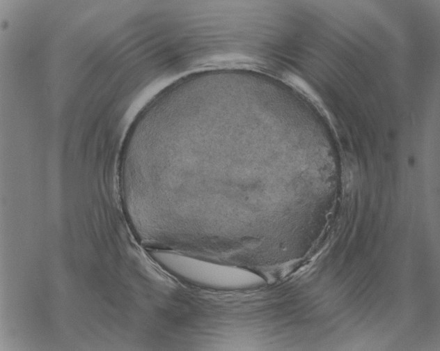 X0000068891336200605261836