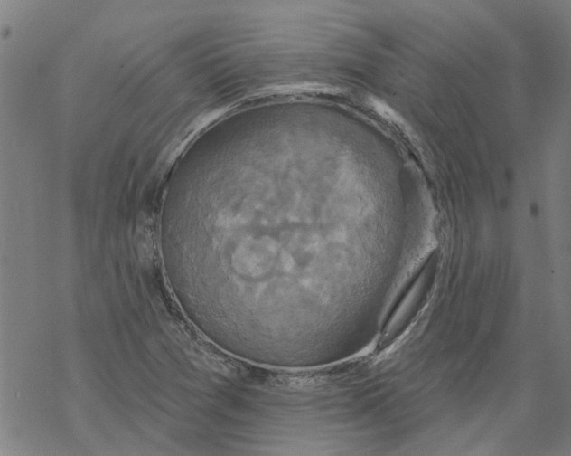 X0000068891361200605261835